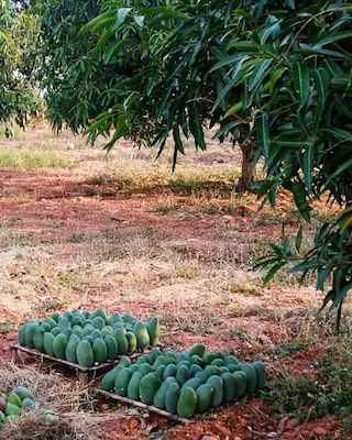 De sapping of Mangoes