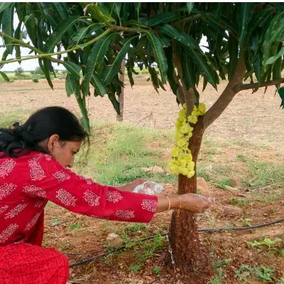 Our Lush Mango Trees