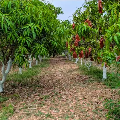Our Lush Mango Trees