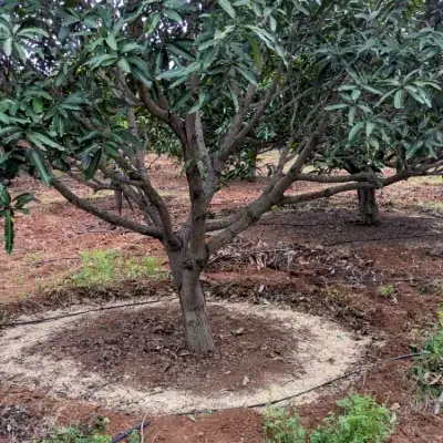 Traditional Straw Ripening