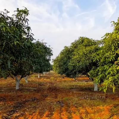 Our Lush Mango Trees
